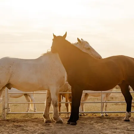 Vakantiehuis Reethaus 4b