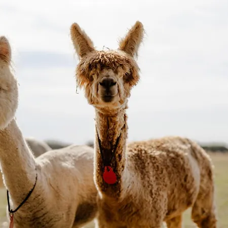 Reethaus 4b Vakantiehuis Staberdorf