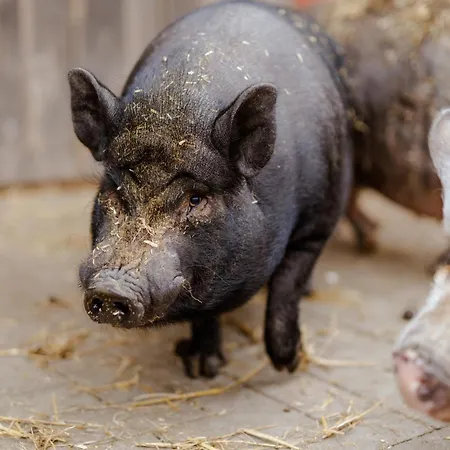 Σπίτι διακοπών Reethaus 4b Staberdorf