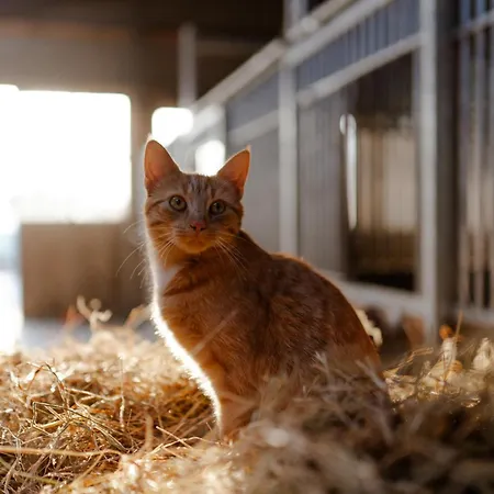 Reethaus 4b Σπίτι διακοπών Staberdorf