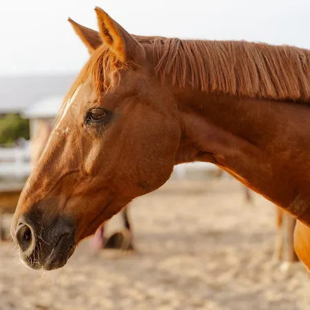 Reethaus 4b Σπίτι διακοπών *